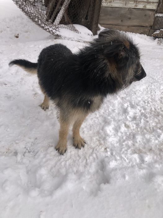 Джим шукає хазяїна.