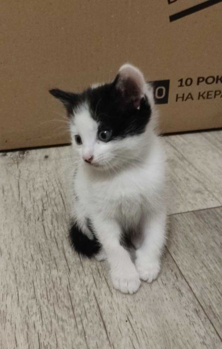 Чудові милі кошенята в добрі люблячі руки