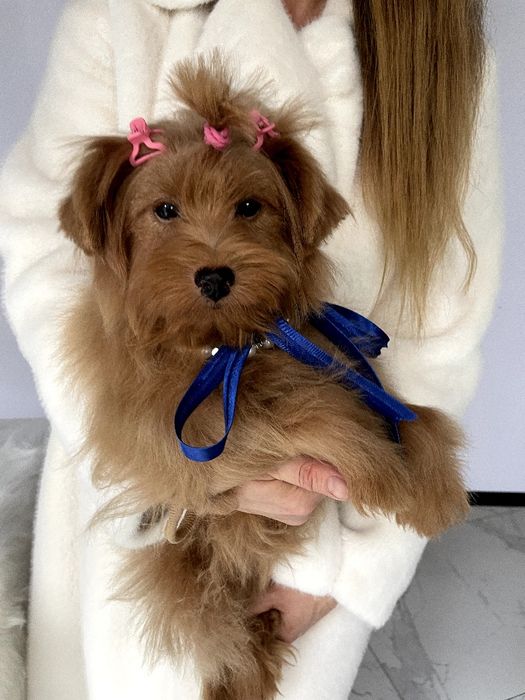 Помапу  чарівні крихітки чекають на вас