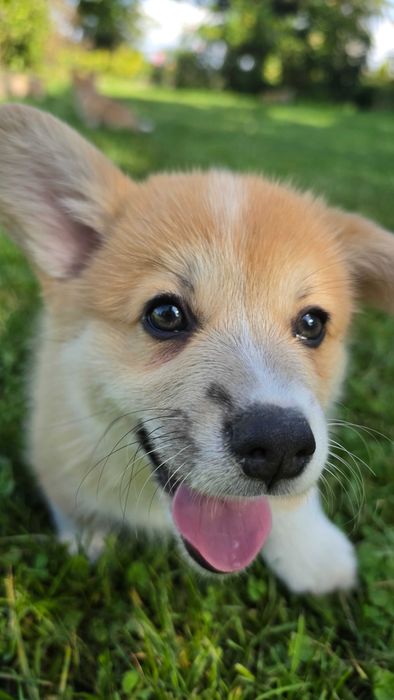 Welsh Corgi Pembroke szczeniak