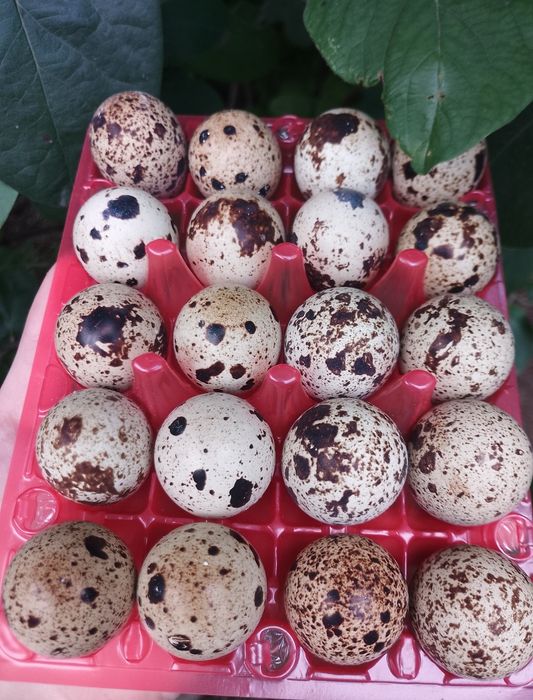 Інкубаційне яйце перепелів породи Смокінг, Техас та Селадон