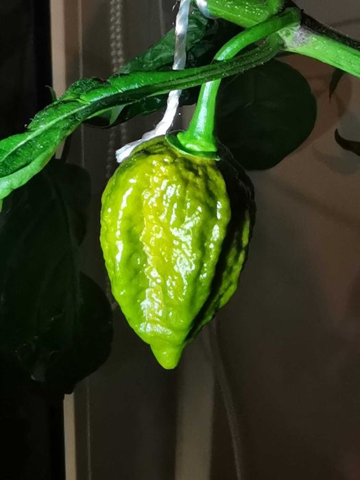 Ekstremalnie ostra świeża papryka - okaz kolekcjonerski