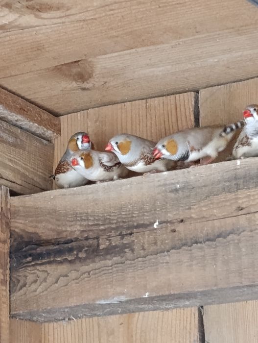Zeberki Sprzedam