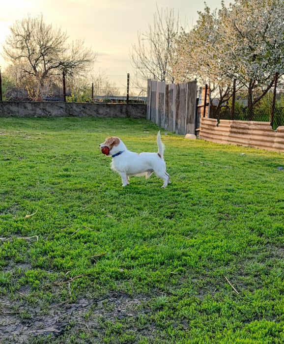 Джек Рассел тер'єр для в'язки