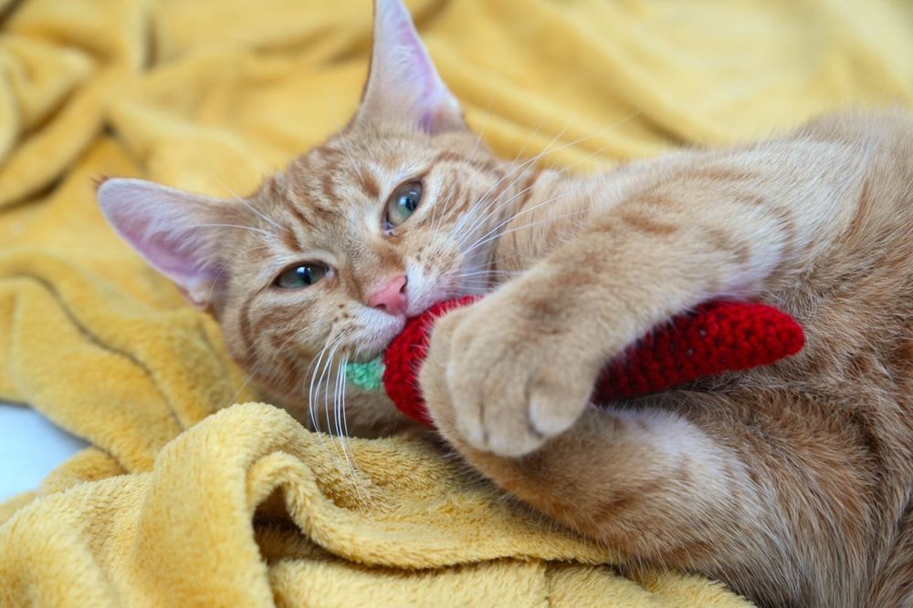 Ziemniak na nóżkach (Mucha) i rudy odkurzacz (Karmela)