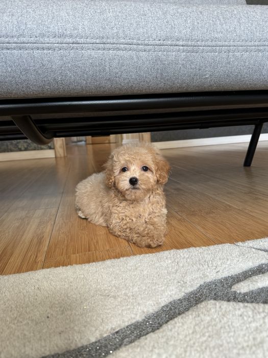 Мальтипу девочка ф2 тедди мишка