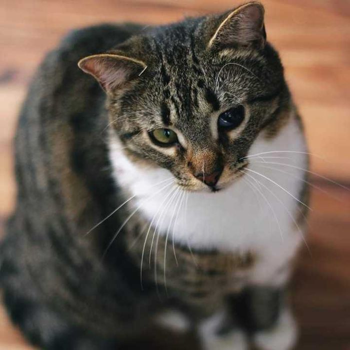 Ogromny, miziasty kocurek HUGON do adopcji za darmo ^-^