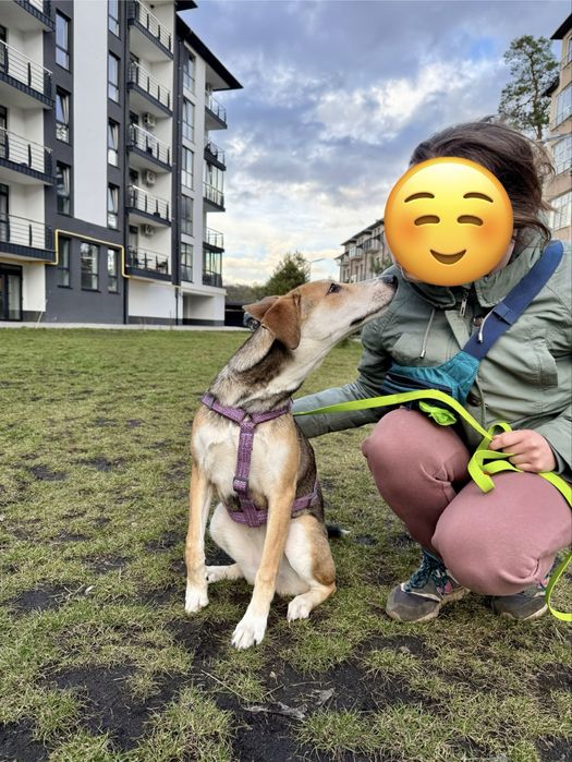 Лола, 9 місяців (собака, метис)