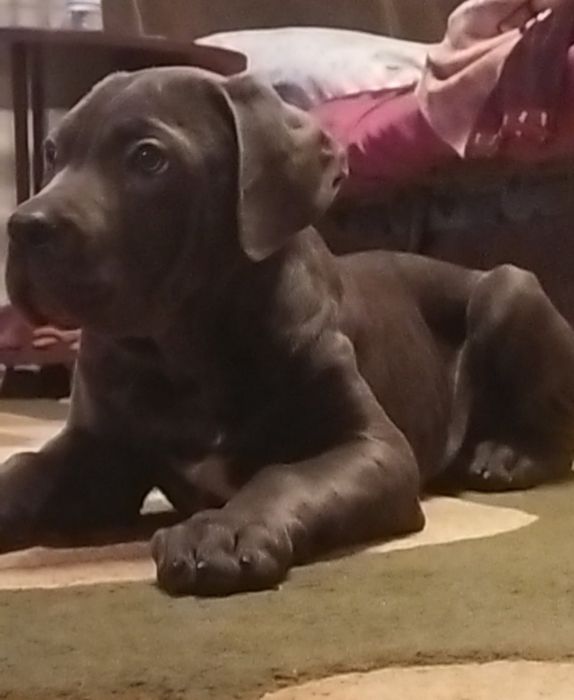 Кане-корсо щенки