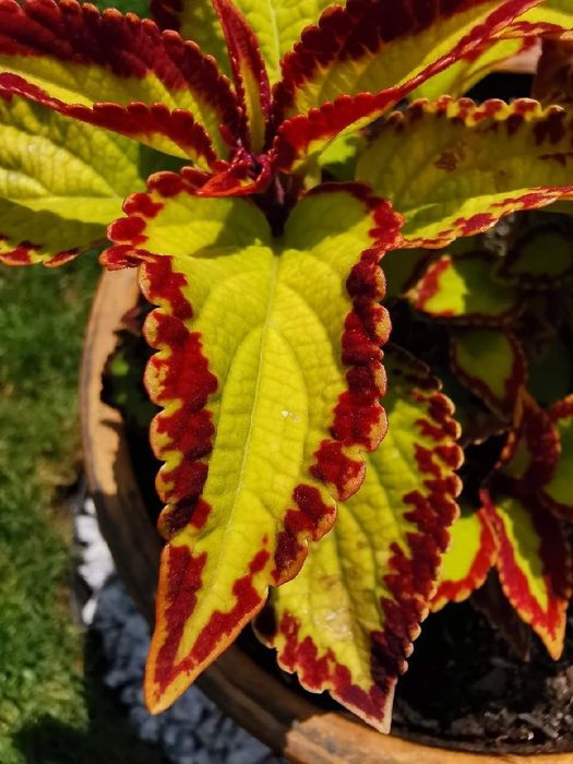 Koleus Rainbow - 16 odmian-100szt nasion