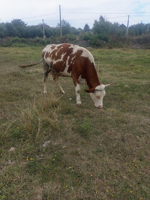Продається тільна два місяці  коровка і теличка всі питання  по телефо