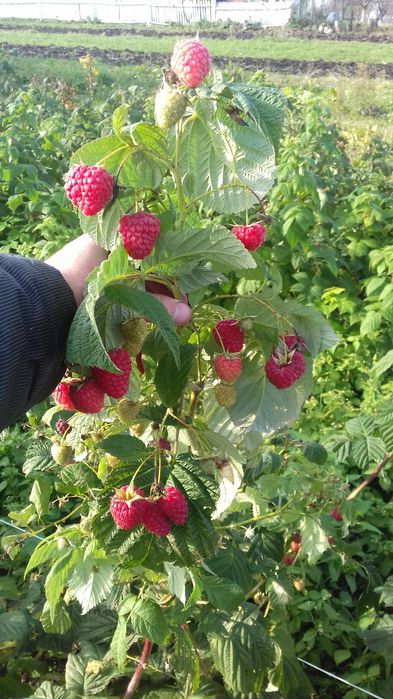 Саджанці малини Еріка