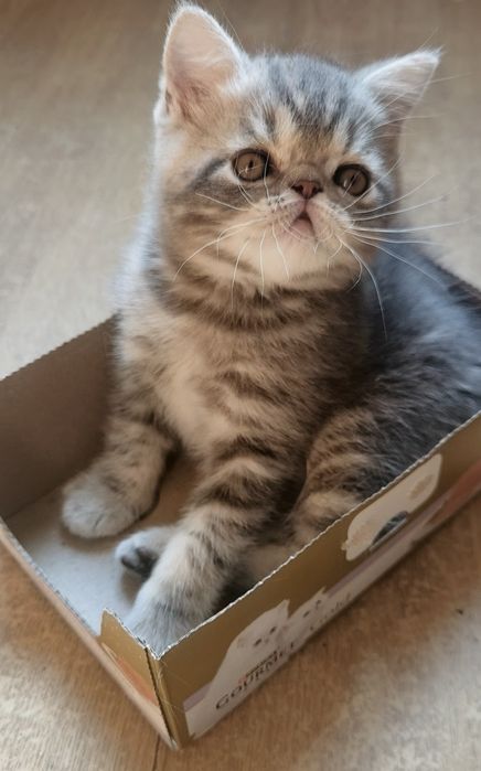 Очаровательный котик экзотик