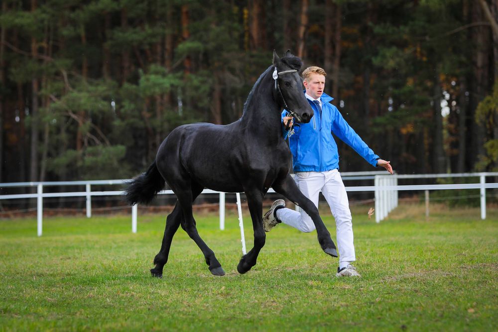 Klacz Fryzyjska - Carrera R. Imperial Stable
