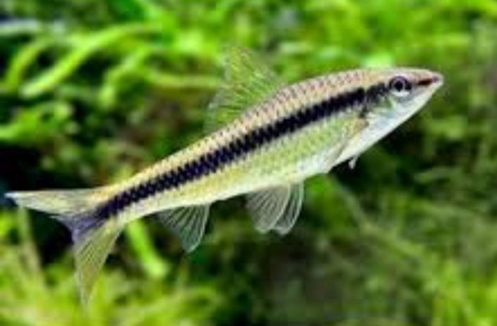 Comedor de algas "crossocheilus sieamensis"