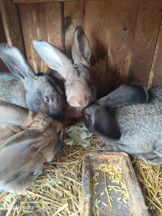 Sprzedam króliki