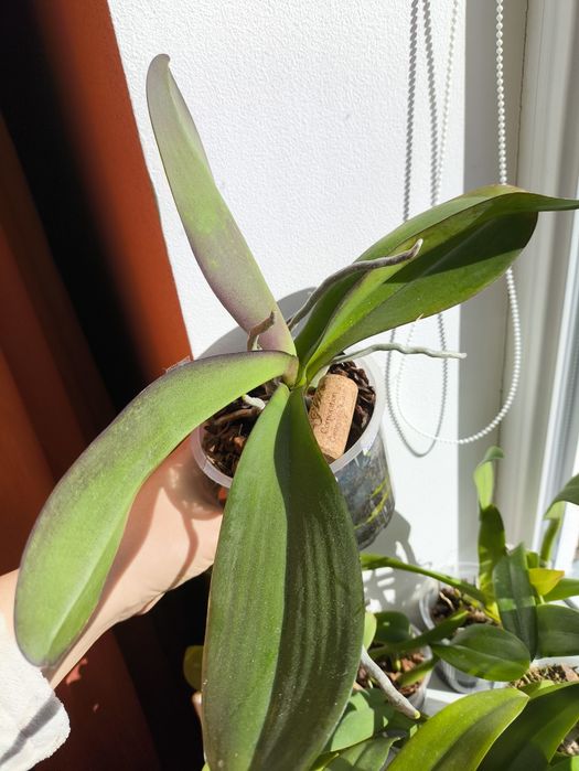 Орхідея Жовта Оливковий відтінок