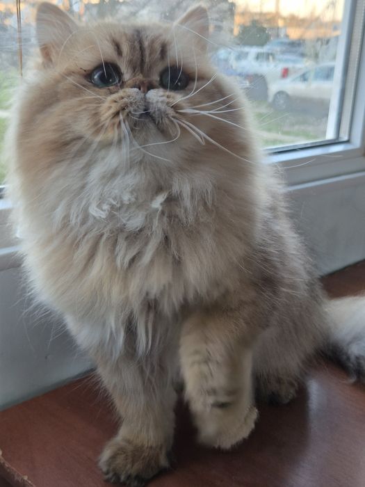 Золотий персидський котик