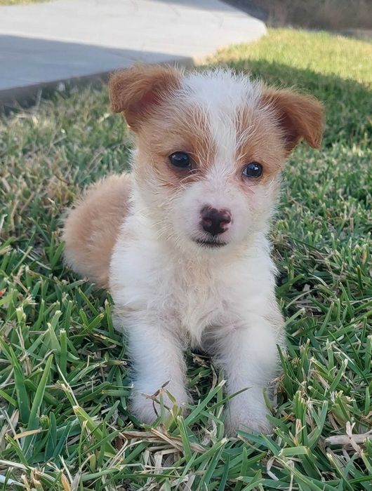 Podengo português pequeno cachorro de muita qualidade