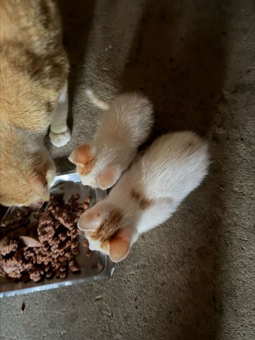 Gatinhos branco e laranja