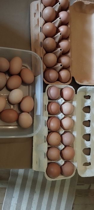 Vendo ovos caseiros 2,80€