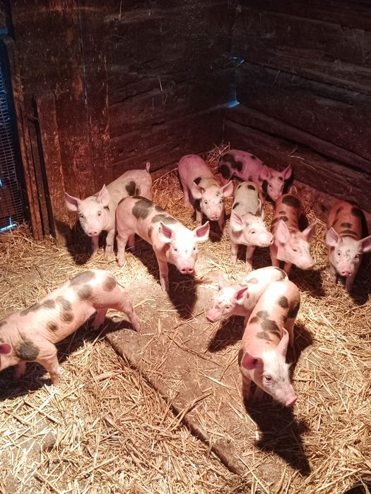 Продам робочого хряка