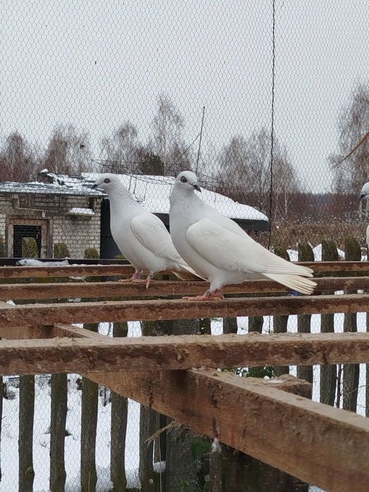 Gołębie jasne Zapraszam
