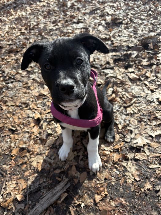 Oddam suczke 5miesiecy