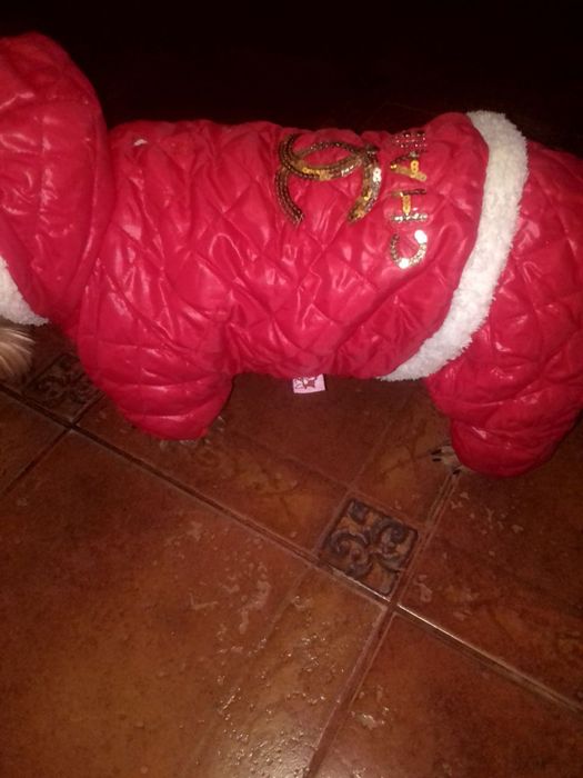 Комбінезон для собак.