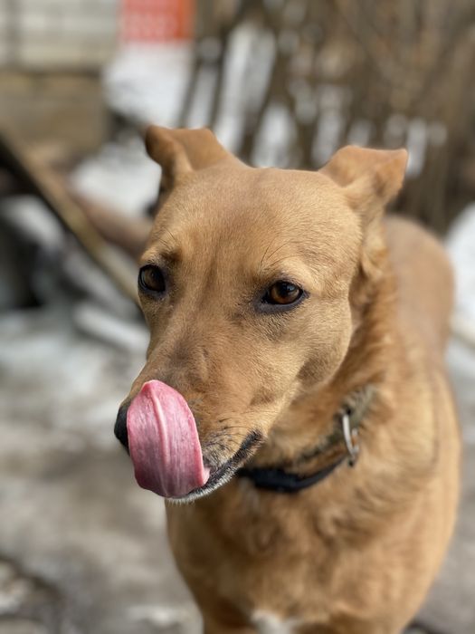 Отличная собака бесплатно