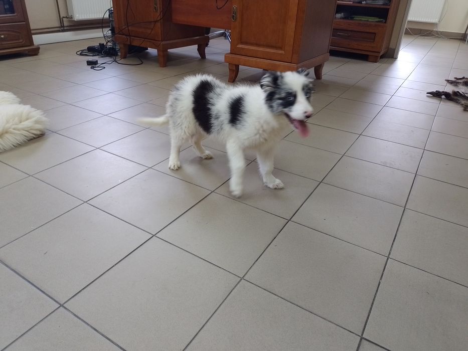 Border collie blue merle suczka sprzedam