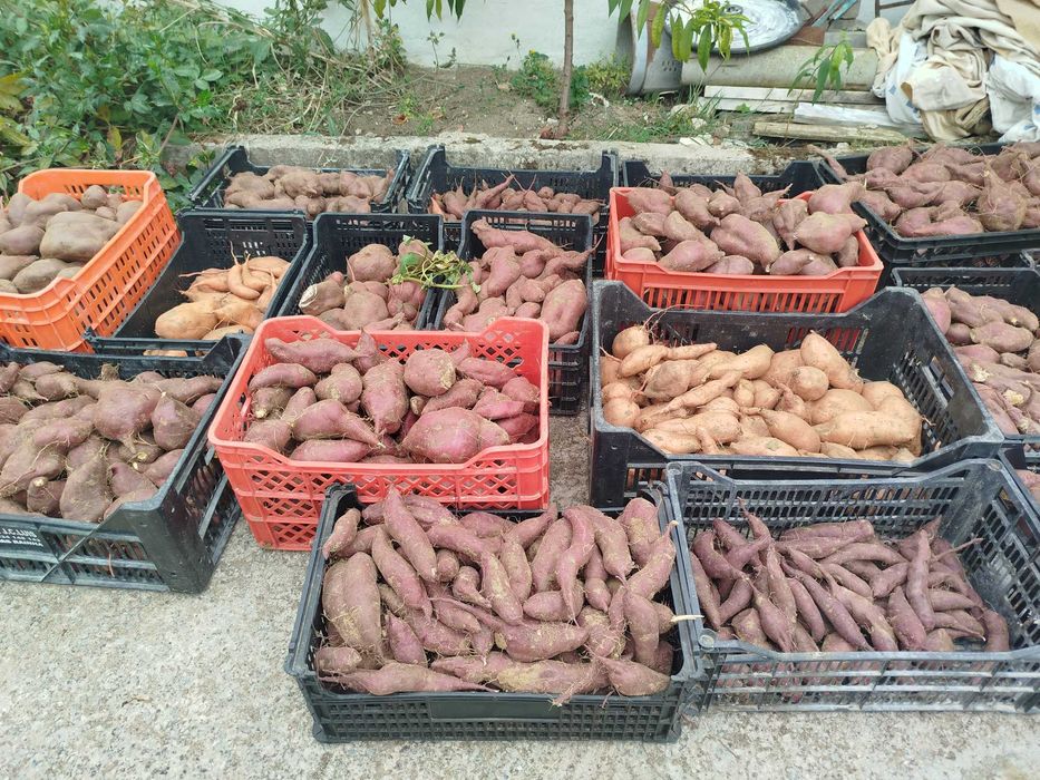 Batatas doces polpa amarela