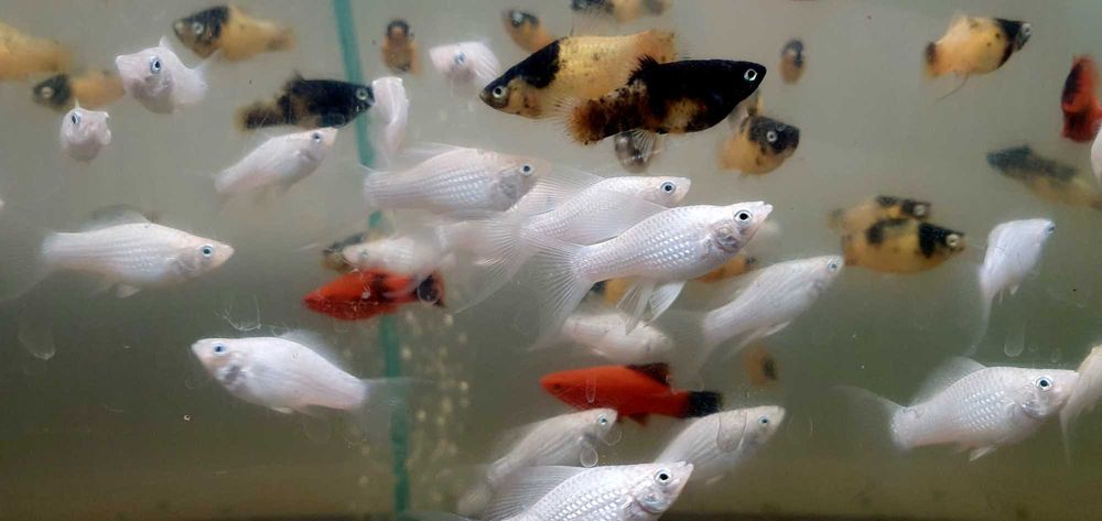 Гуппи, Пецилия, Моллинезия