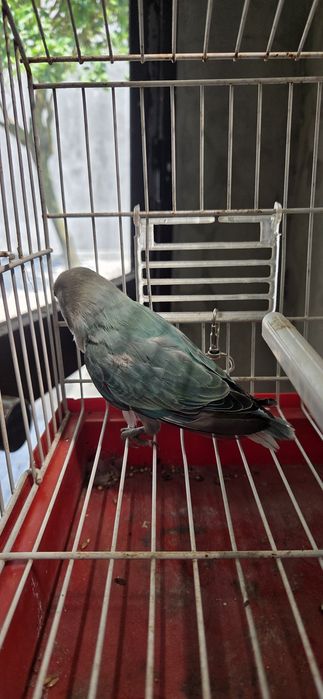 Vendo Agapornis roseicollis
