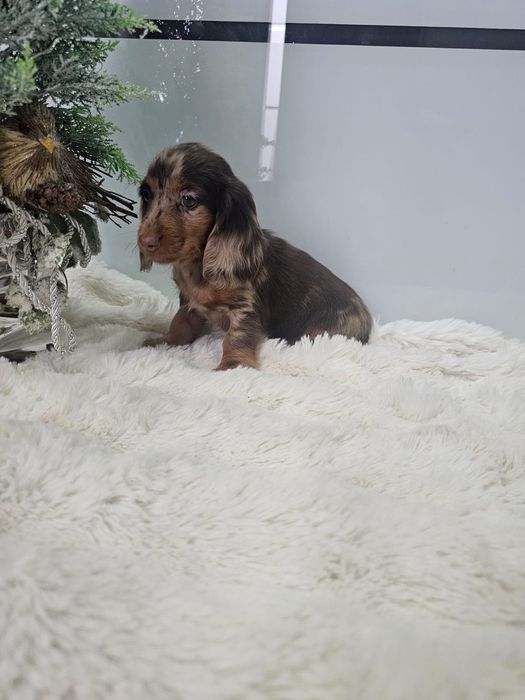Jamnik długowłosy suczka choco merle Warszawa Mokotów • OLX.pl