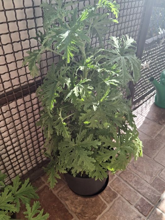 Kwiaty geranium anginka