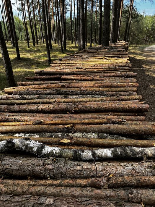 Drewno opałowe sosna