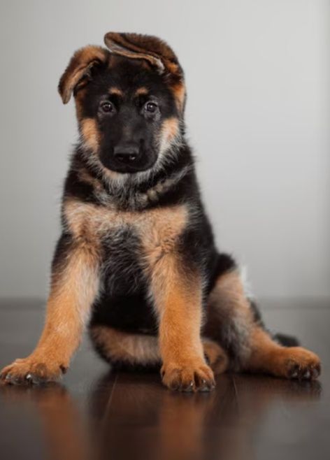 Німецька вівчарка