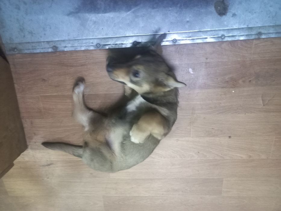 Щеночек ищет дом