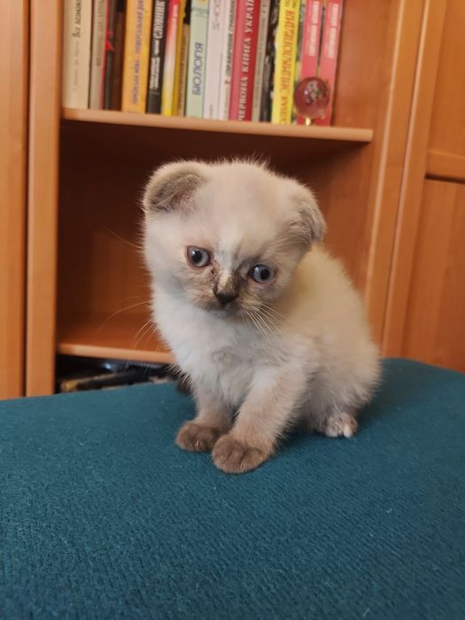 Кошенята скоттіш фолд