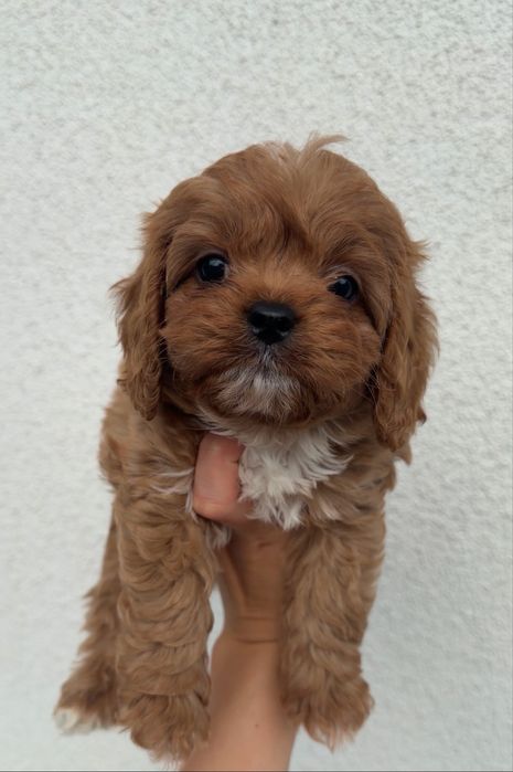 Cavapoo cavalier & pudel toy
