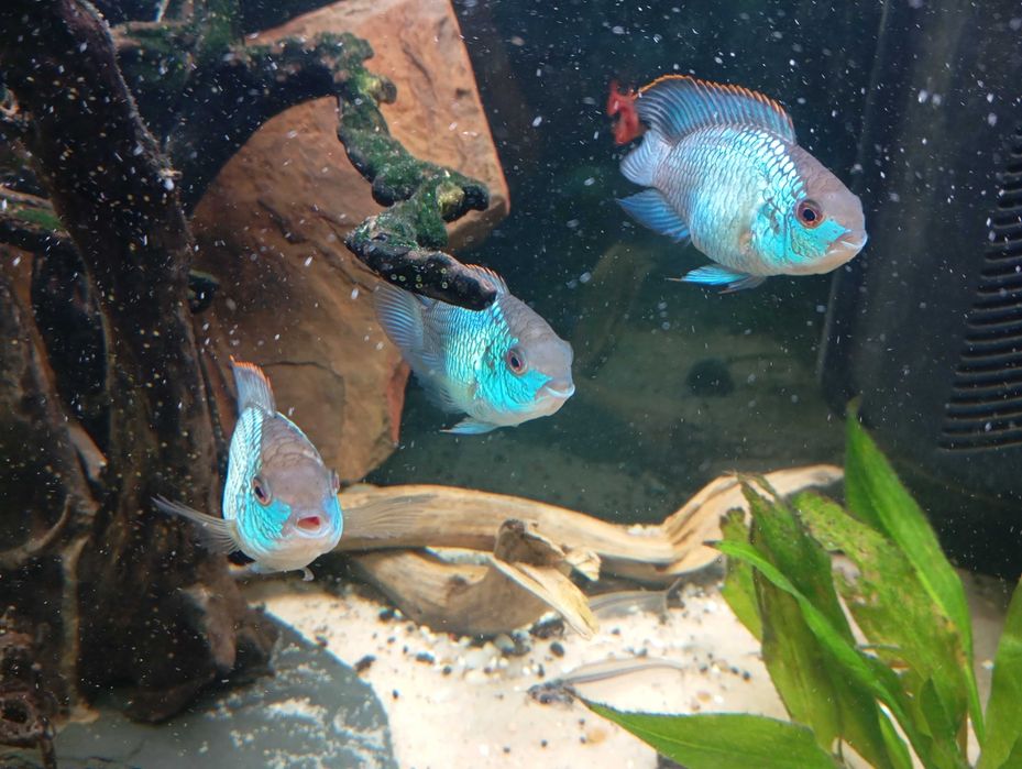 Peixes de aquario