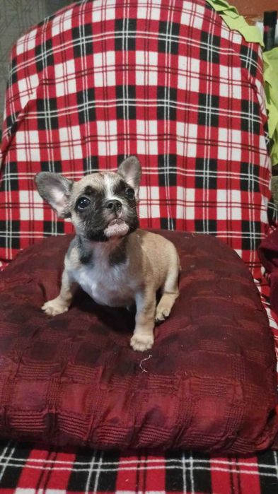 Французский бульдог