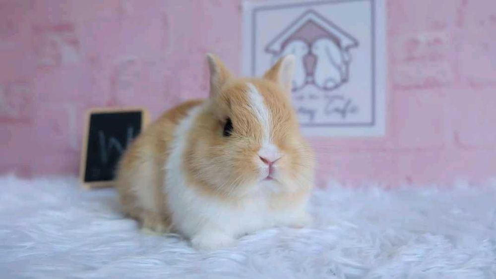 KIT Coelhos anões teddy, mini hôlandes, mini toy, KIT Completo