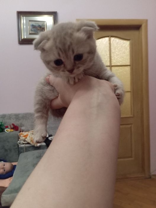 Шотландські висловухі кошенята