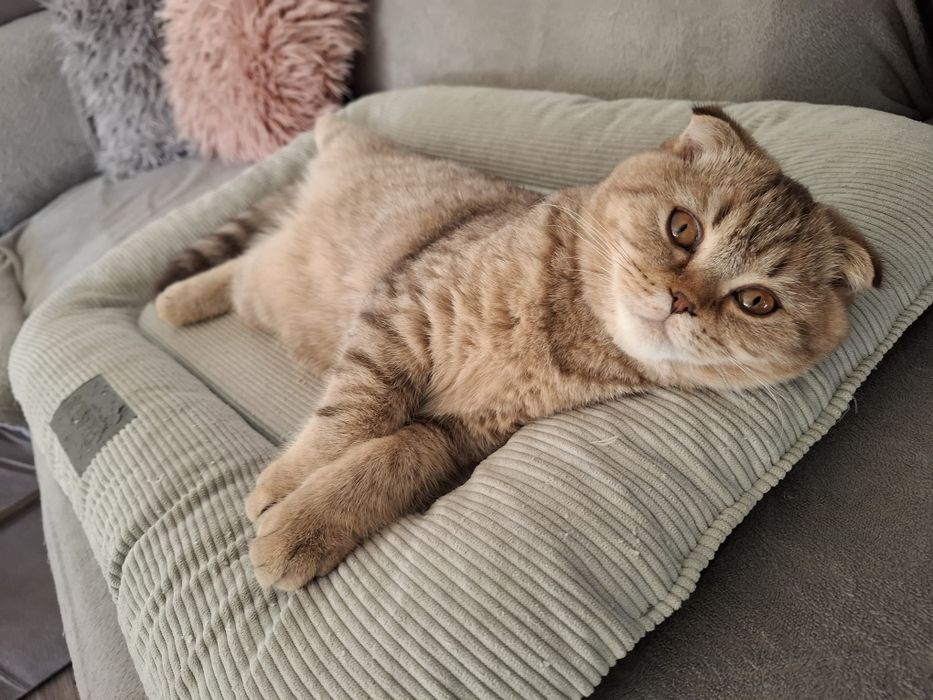 Szkocki Zwisłouchy Krótkowłosy