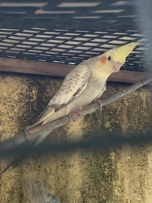 Caturra para entrega em mafra