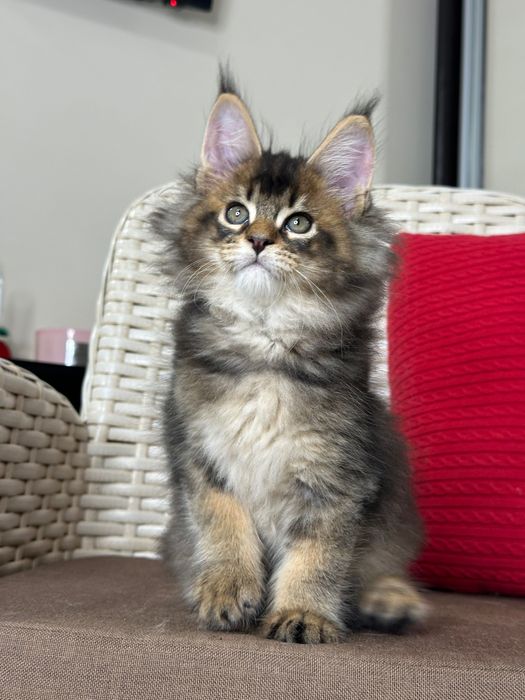 Dracarys- Kocurek Maine Coon