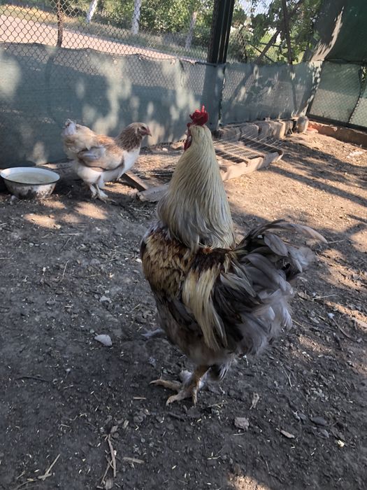 Продам курей БРАМА.