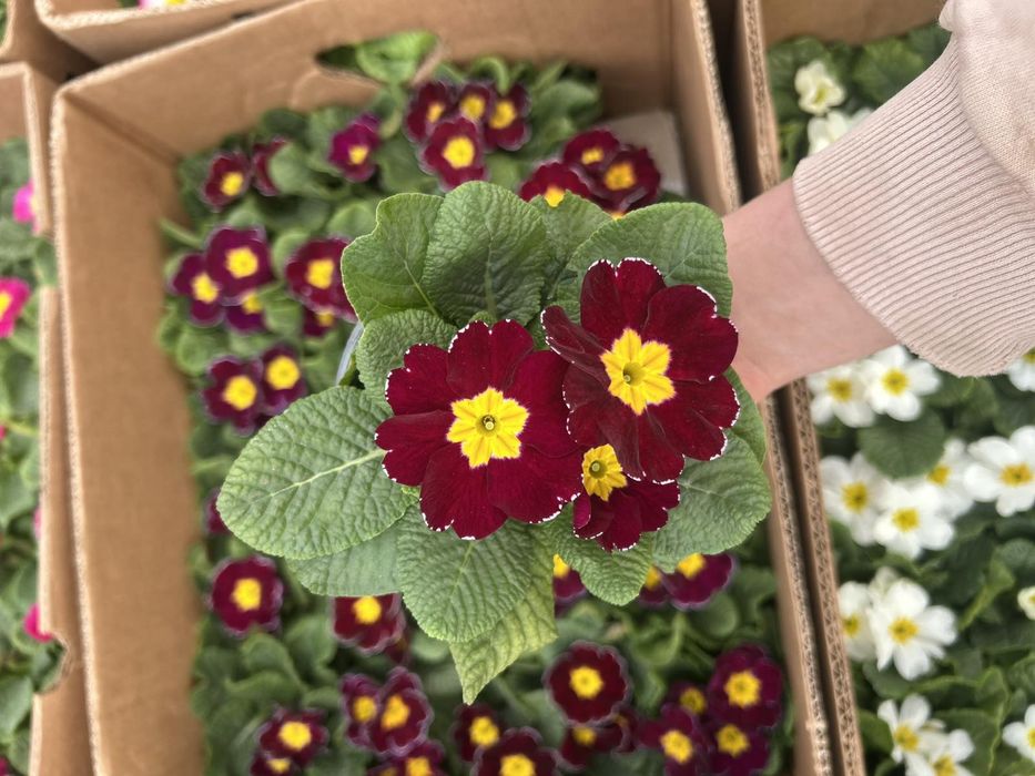 Примала в наявності стаканчик F10